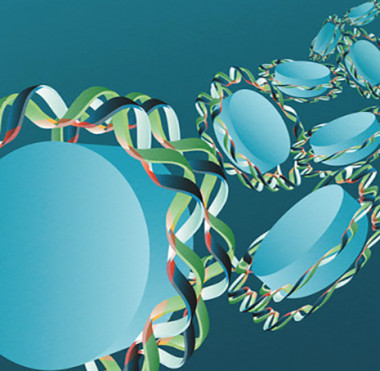 <p>La molécula de ADN, formada por una doble hélice, rodea dos veces las histonas (un tipo de proteínas, coloreadas aquí de azul) formando los nucleosomas (la estructura de compactación más sencilla del ADN). Las zonas rosadas son las que están enriquecidas por pares de bases de adenina-timina. / Iris Joval Granollers</p>