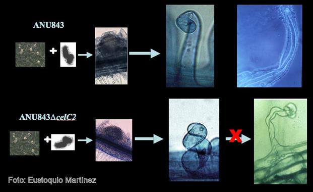 <p>Gráfico del proceso. Arriba, la bacteria
