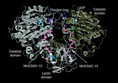<p>Estructuras de GalNAc-Ts en complejos con glicopéptidos. / Ramon Hurtado-Guerrero et al.</p>