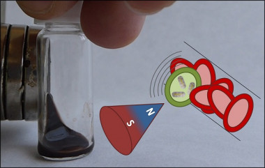 <p>Representación de la nanoestructura con propiedades magnetoplasmónicas (en verde). Las respuestas magnéticas y ópticas de este tipo de nanoestructuras permite la captura magnética y la detección fotoacústica de las células tumorales que circulan por el torrente sanguíneo. / Jesús Ovejero</p>