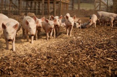 <p/>MÃ¡s de 9.000 pollos y cerdos se han analizado en la UniÃ³n Europea en este estudio. / <a href=