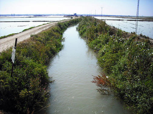 <p>El Parque Natural de L’Albufera de Valencia se ve afectado por un entorno humanizado. <a href="http://www.plataformasinc.es/index.php/esl/imagenes/inicio/(imagen)/62085" target="_blank">Imagen</a>: Yolanda Picó et al.</p>
