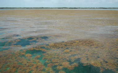 <p>Algas marrones en los Cayos de Florida. / Brian Lapointe, Ph.D., Florida Atlantic University