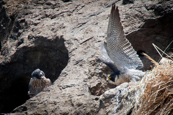 <p>Los retardantes de llama llegan hasta los halcones peregrinos. <a href="http://www.agenciasinc.es/esl/imagenes/inicio/(imagen)/78526" target="_self">Imagen:</a> Mike Baird.</p>