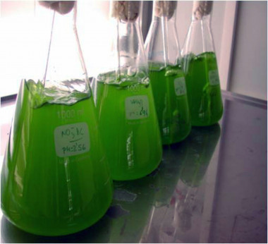 <p>Cultivo de microalgas en laboratorio / Fundación Descubre</p>