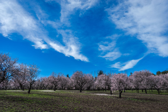 <p>Plantación de almendros / Universidad de Córdoba</p>