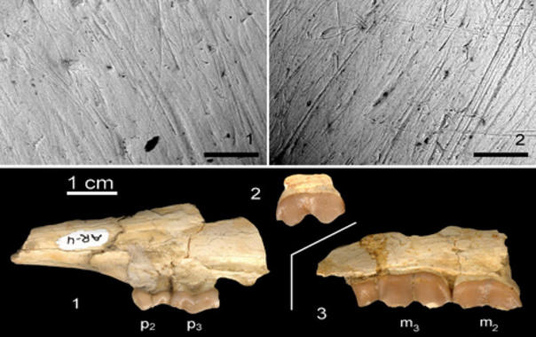 <p>Dentición del antílope Tethytragus langa. Imagen: MNCN.</p>