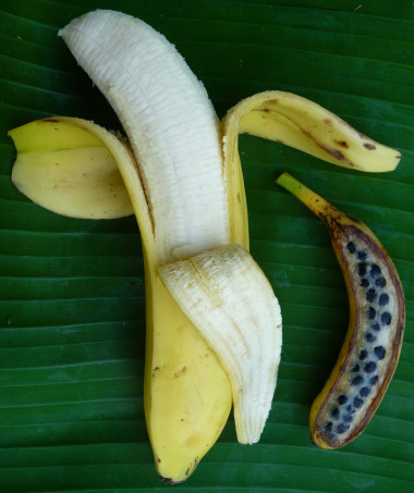 <p>Plátano comercial sin semillas (izquierda) y plátano típico procedente de un ancestro fértil salvaje como el que se ha secuenciado (derecha). Imagen: Angélique D