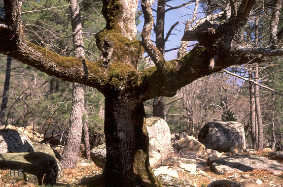 <p>Rebollo. Foto: DiCYT.</p>