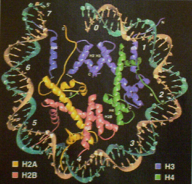
<!-- START: including template: extension/sinc/design/ezwebin/templates/content/datatype/view/ezxmltags/paragraph.tpl (design:content/datatype/view/ezxmltags/paragraph.tpl) -->
<p>Esquema de la organización interna del nucleosoma. Las ocho proteínas histonas aparecen coloreadas de forma diferente. La doble hélice de ADN rodea al octámero de histonas y las colas amino-terminales de las histonas interactúan con el ADN.</p>
<!-- STOP: including template: extension/sinc/design/ezwebin/templates/content/datatype/view/ezxmltags/paragraph.tpl (design:content/datatype/view/ezxmltags/paragraph.tpl) -->
