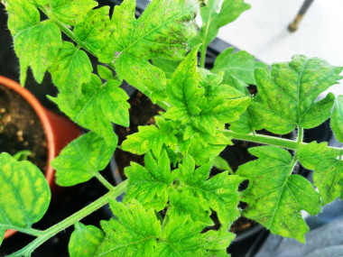 <p>Para realizar el estudio los investigadores han utilizado plantas de tomate infectadas con la bacteria <em>PsPto</em>. / UPM</p>