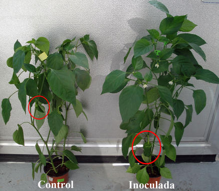 <p>La planta inoculada con <em>Rhizobium</em> crece más y produce mejores pimientos que la planta control. Imagen : GIR