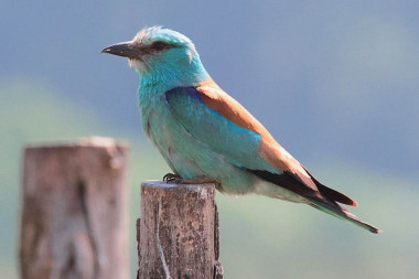 <p>Ejemplar de carraca Europea, especie analizada en el estudio / Radovan Václav</p>