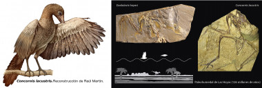 <p>Dibujo que reconstruye el aspecto en vida del ave <em>Concornis lacustris, </em>realizada por Raúl Martín. Fotografías de los fósiles de <em>Concornis lacustris </em>y <em>Eoalulavis hoyasi </em>y dibujo de la trayectoria de vuelo “a saltos” en el paleohumedal de Las Hoyas / UMA-UAM</p>