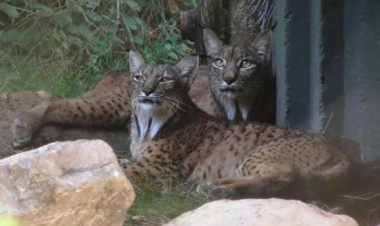<p>Jazmín (hembra) y Kalama (macho) en la nueva instalación del Zoo Aquarium de Madrid. / Zoo Aquarium de Madrid</p>