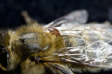 <p/>Abeja parasitada por el ácaro ectoparásito <em>Varroa destructor /</em> Rothamsted Research Ltd.” /><span style=