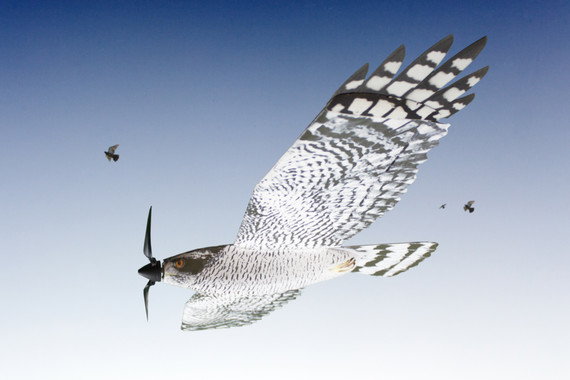 <p>Dron mimético aviar. / Fobos</p>