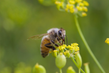 <p>La abeja de la miel recolecta polen de numerosas especies de plantas. / <a href="https://www.flickr.com/photos/gudlyf/14790189202/sizes/c/" target="_blank">Gudlyf</a>. </p>