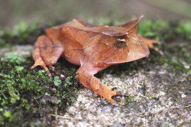 <p>Los autores alertan que el 90 % de la biodiversidad asociada a las poblaciones de anfibios de la selva atlántica brasileña todavía se encuentra fuera de las áreas protegidas / <em>Proceratophrys boiei</em>, Felipe Siqueira Campos (UB)</p>