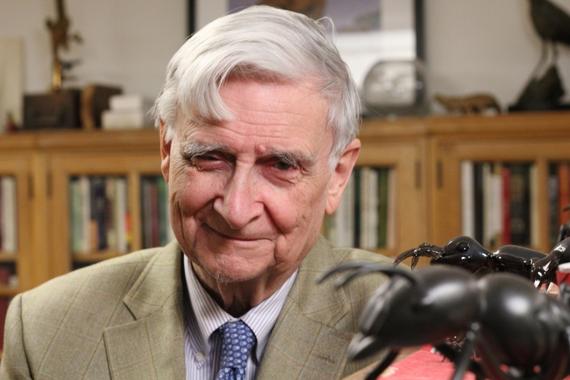 <p>El naturalista americano Edward O. Wilson. <a href="http://www.agenciasinc.es/esl/imagenes/inicio/(imagen)/73829" target="_blank">Imagen:</a> BBVA</p>