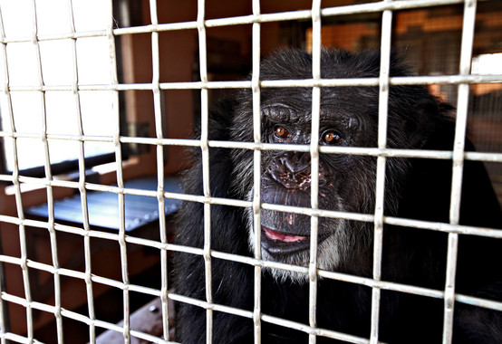 <p>Cheetah, un chimpancé de un laboratorio biomédico en Nueva York, en las instalaciones del santuario Fort Pierce de Save the Chimps. / EFE</p>