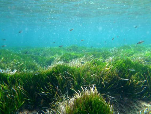 <p>Pradera de <em>Posidonia oceanica </em>en Formentera (Islas Baleares). / Rachel Sussman</p>