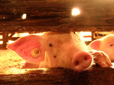 <p> Cada año 125 millones de cerdos machos son sacrificados en Europa. <a href="http://www.plataformasinc.es/index.php/esl/imagenes/inicio/(imagen)/38988" target="_blank">Foto</a>: Mariana C.</p>