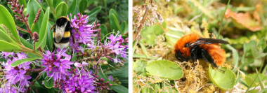<p>Al la izquierda, el abejorro europeo, <em>Bombus terrestres</em>. A la derecha, el abejorro de la Patagonia, <em>Bombus dahlbomii</em>. / José Luis Nieves Aldrey</p>