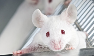 <p>Ratón de laboratorio (<em>Mus musculus</em>). / Fotolia</p>