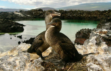 <p>El cormorán mancón o cormorán de las Galápagos, con sus alas cortas y escamosas, es el único de 40 las especies de cormoranes que no pueden volar. / Caroline Duffie Judy</p>