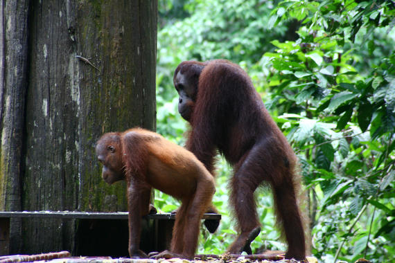 <p>Los orangutanes de Sumatra (<em>Pongo abelii</em>) están sometidos a una "intensa" presión ecológica. Foto: Lisa Alec.</p>