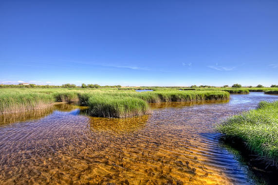 <p>Imagen del Parque Nacional de las Tablas de Daimiel. Foto: Marco Demoz.</p>