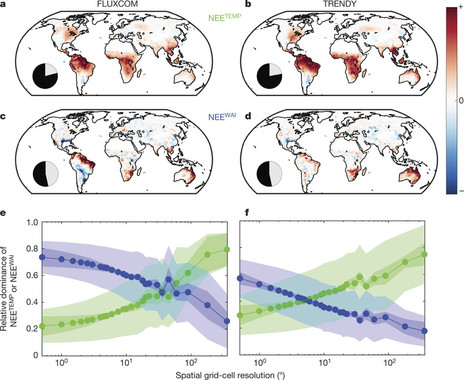 <p>Los patrones espaciales de las anomalías a escala global del intercambio de carbono (NEE) obtenidos con modelos estadísticos (FLUXCOM) y físicos (TRENDY) llegan a la misma conclusión: existe una relevancia relativa de la disponibilidad de agua y la temperatura en función de la escala espacial de observación. / Martin Jung et al.-<em>Nature</em></p>