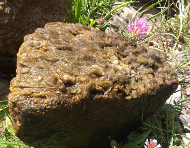 <p>El alga es resistente a la desecación y puede sobrevivir fuera del agua en condiciones extremas de temperatura y humedad. / UB</p>