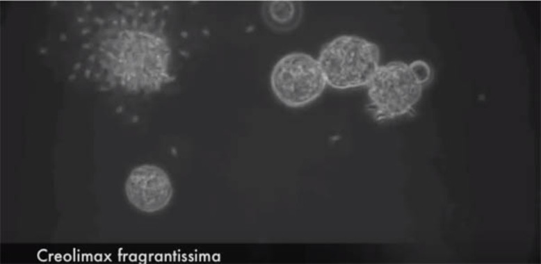 <p>Creolimax fragantissima reproduciéndose. Imagen de Multicellgenomelab. Link a video https://www.youtube.com/watch?v=7Gvrg1I8jBA</p>