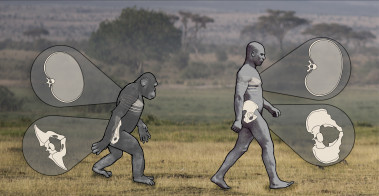 <p>Los chimpancés giran su pelvis mucho más que los seres humanos, aunque el movimiento de la región torácica mantiene la misma función de contrarrestar la rotación excesiva de la pelvis. / Nathan Thompson, Lucille Betti-Nash, and Deming Yang</p>