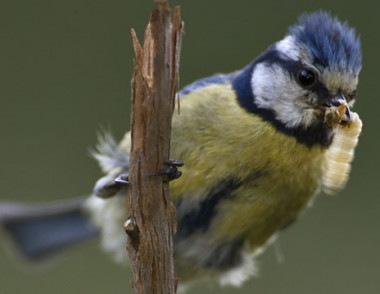 <p>Un ejemplar de Herrerillo, <em>Cyanistes caeruleus</em>, fotografiado en los pinares de Valsaín, Segovia / Angel M. Sanchez</p>
