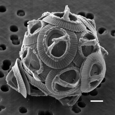 
<!-- START: including template: extension/sinc/design/ezwebin/templates/content/datatype/view/ezxmltags/paragraph.tpl (design:content/datatype/view/ezxmltags/paragraph.tpl) -->
<p>Gephyrocapsa oceanica. Imagen: NEON.</p>
<!-- STOP: including template: extension/sinc/design/ezwebin/templates/content/datatype/view/ezxmltags/paragraph.tpl (design:content/datatype/view/ezxmltags/paragraph.tpl) -->
