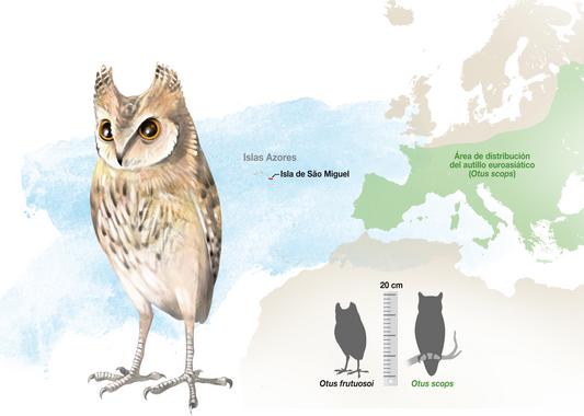 <p><em>Otus frutuosoi </em>está filogenéticamente emparentada con el <em>Otus scops</em> o autillo europeo. / J. A. Peñas</p>
