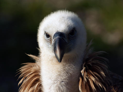 El azar de los recursos contribuye a la coexistencia de las aves ...