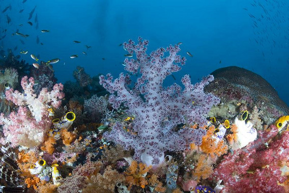 <p>Los arrecifes de coral inscritos en la Lista del Patrimonio Mundial se han visto afectados por incidentes de blanqueamiento de coral masivos de efectos devastadores durante los tres últimos años / <a href="https://www.flickr.com/photos/atmosnews/5589247637/in/photolist-57GETD-Rwmzyz-55Qgy8-51RL9j-6ekE7g-8ssFPJ-dJp7NJ-dqCDry-55Ussm-rCnuMf-99HbbR-Cs412-euo8Z4-38VZZ-6epNYd-5nLwXw-51My6n-2HpdLZ-ncj1m-57GF9t-jaQbf9-5HxT3g-9eokBg-4Z7PFP-7NwnFn-9vUmAz-8spDcc-jaPmqa-6HWEba-X7wrJ4-a7ozCP-hmVMHH-7TJMJx-5sjsFQ-5kfKYv-aCRf4D-c8T3ju-KD9EZ-8hNCbz-e4FMm-YDNqFT-53eQXv-dDyfPq-szngpV-XCA6wR-51MyoX-8KmrbP-6YZUWw-51RM4E-5uibdJ" target="_blank">Kathy Krucker</a></p>
