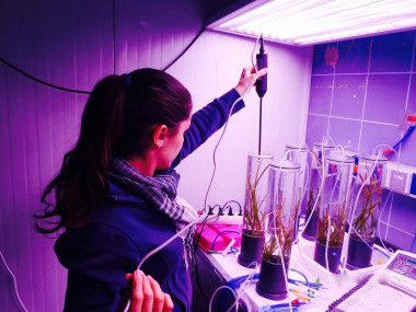 <p>Los resultados más significativos de este trabajo muestran como el cambio climático incrementa las tasas de consumo de las plantas marinas / UCA</p>