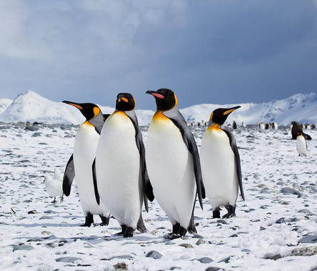 <p>Algunas poblaciones de pingüinos de la Antártida han disminuido hasta un 50% por el aumento de las temperaturas y la falta de su fuente alimentaria principal, los krills. <a href="http://www.agenciasinc.es/esl/imagenes/inicio/(imagen)/78393" target="_self">Foto:</a> Antarctica Bound.</p>
