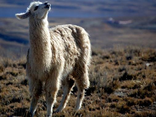 <p>La llama es uno de los mamíferos ungulados estudiados por los científicos. Foto: Christopher Walker. </p>
