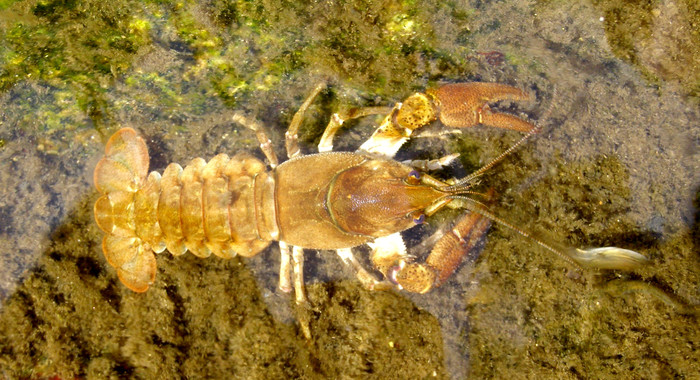 <p>Ejemplar de cangrejo de río (‘Austropotamobius italicus’), conocido como “cangrejo autóctono” / CSIC</p>