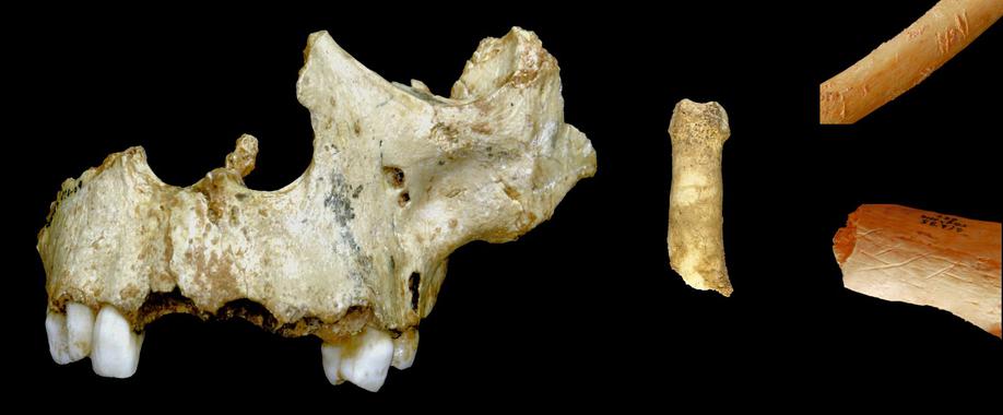 <p>Restos de <em>Homo antecessor </em>canabalizados. / IPHES. </p>