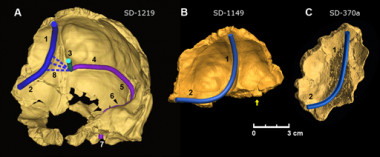 <p>Modelos virtuales de los tres huesos occipitales donde se ha reconstruido el patrón de drenaje venoso dural. Imagen: Paleoantropología del MNCN.</p>