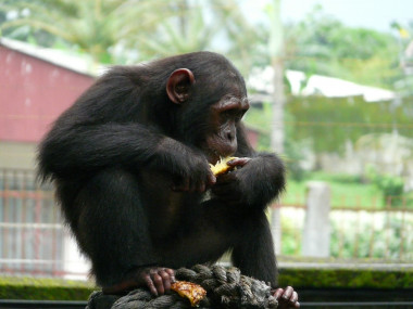 <p>Ngambe es un chimpancé de Nigeria-Camerún rescatado del tráfico ilegal de animales que ahora vive en el Limbe Wildlife Center en Camerún. / Paul Sesink Clee. </p>