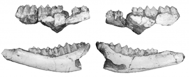<p>Fragmentos mandibulares provenientes del Ecoparc de Can Mata que ha servido para describir la nueva especie <em>Hispanomeryx lacetanus</em> / ICP</p>