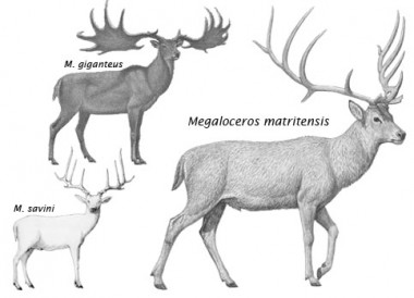 <p>Tres especies de ciervos gigantes (dibujados con tamaÃ±os no proporcionales). / MNCN</p>